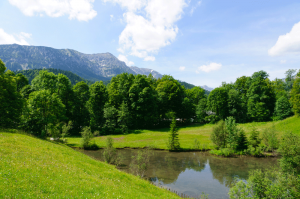 Planting and Restoration